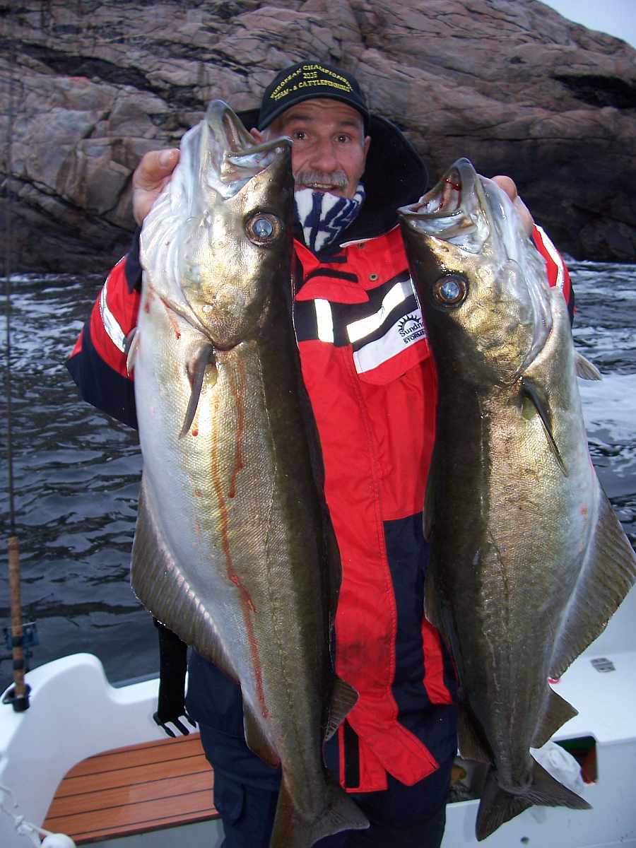 Pollack direkt vor den Inseln