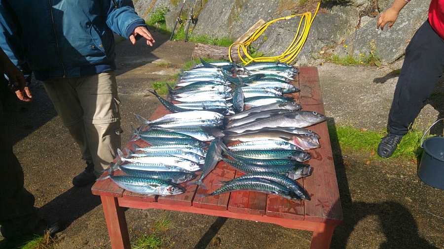 Fangerfolge beim Uferfischen an einem Sommerabend