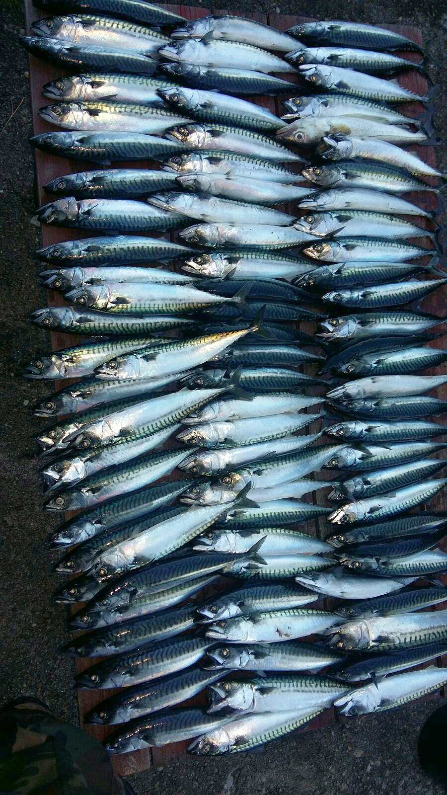Sommer in Südnorwegen - Makrelenzeit