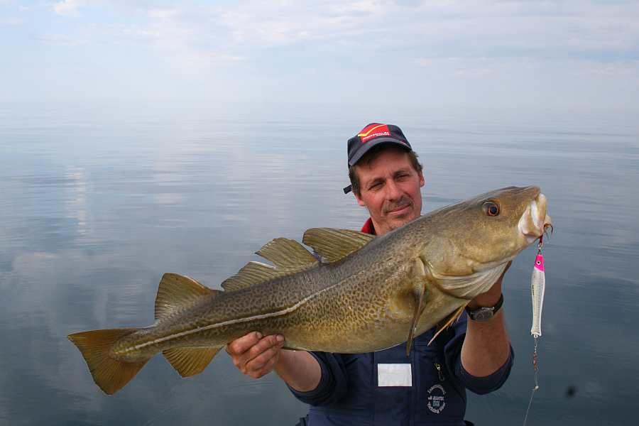Guter Dorsch auf der Untiefe Neskletten