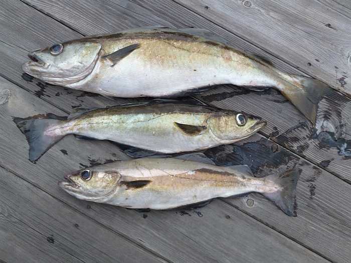 Südnorwegen Pollack