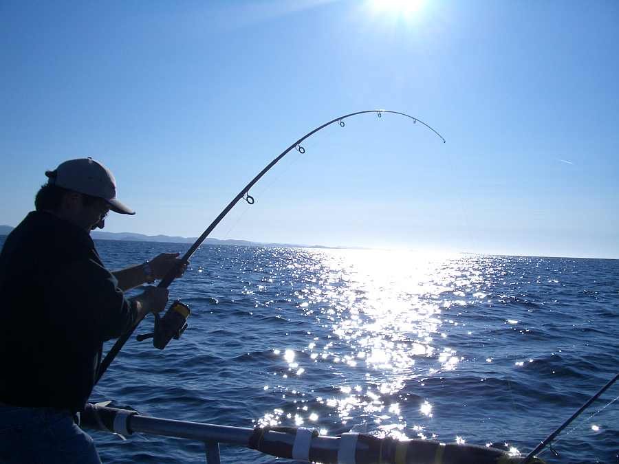 Köhlerfischen auf einer der Untiefen