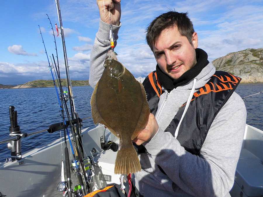 Auch oft vertreten in Südnorwegen - Plattfische