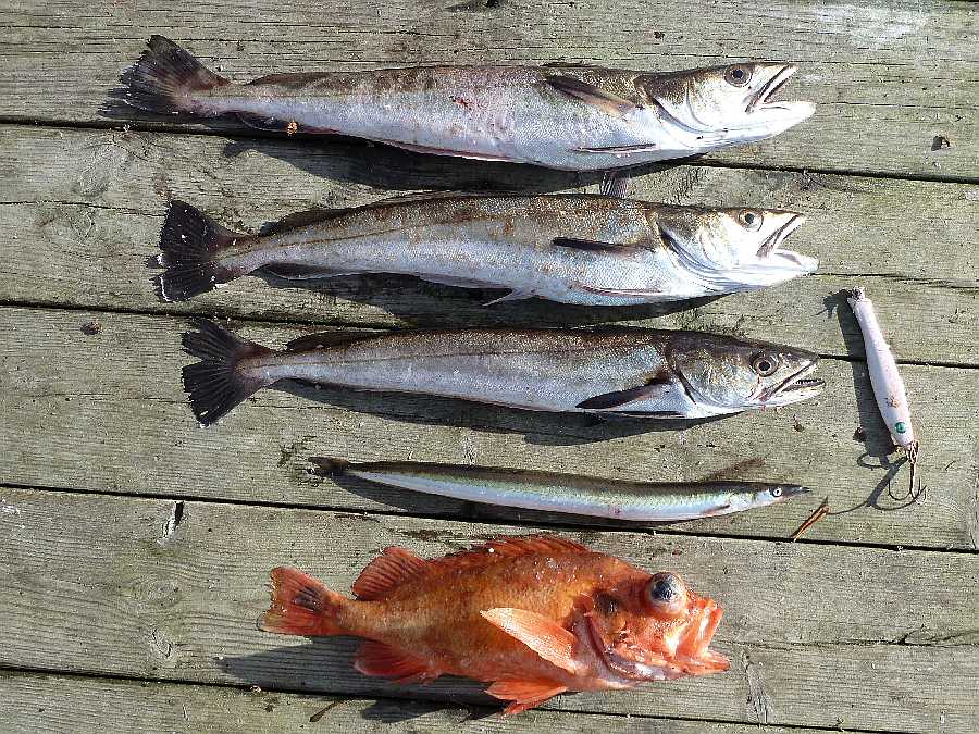 Seehechte an Rotbarsch