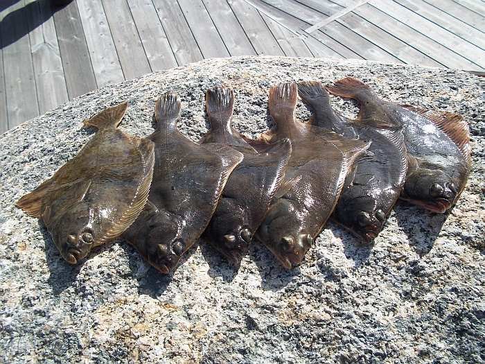 Plattfische vom Steg