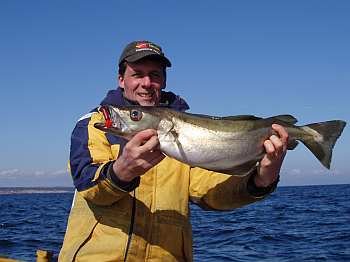 Pollack auf leichtes Geschirr im Frühjahr