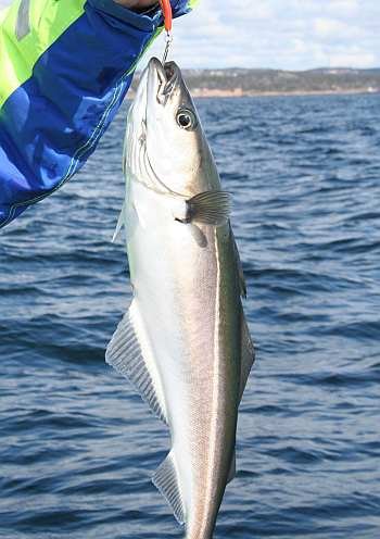 Hier gibt es viele Köhler-Untiefen!