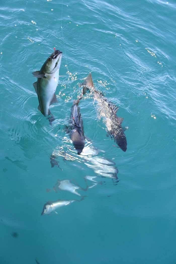 7 auf einen Streich...Seelachse gibt es hier reichlich.