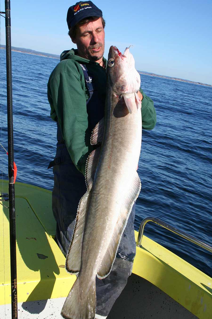 Leng auf Heringsfetzen