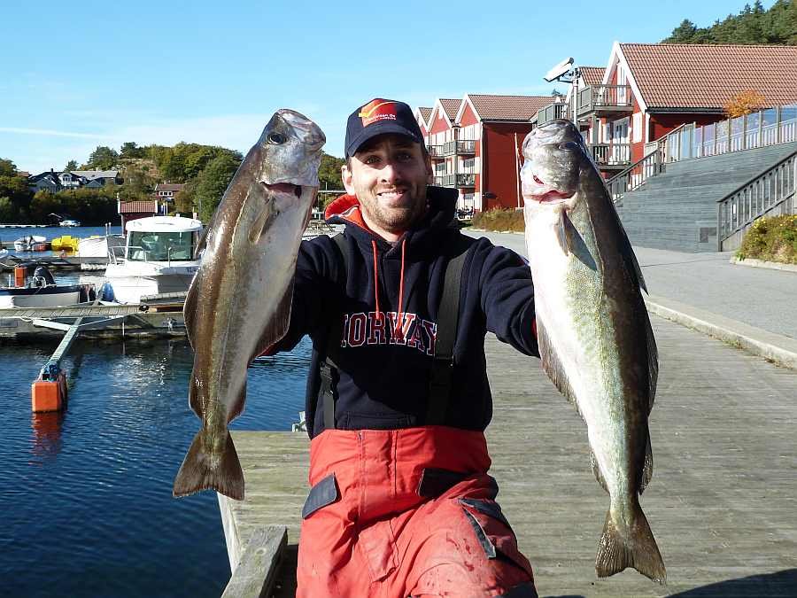 Gast des nahen Angelcamps Tregde mit prachtvollen Pollack