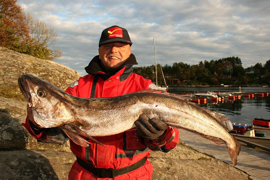 Tregde Gast mit gutem Seehecht