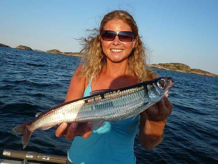 Ein echter Exot der Goldlachs. In Südnorwegen ist die Artenvielfalt gewaltig.