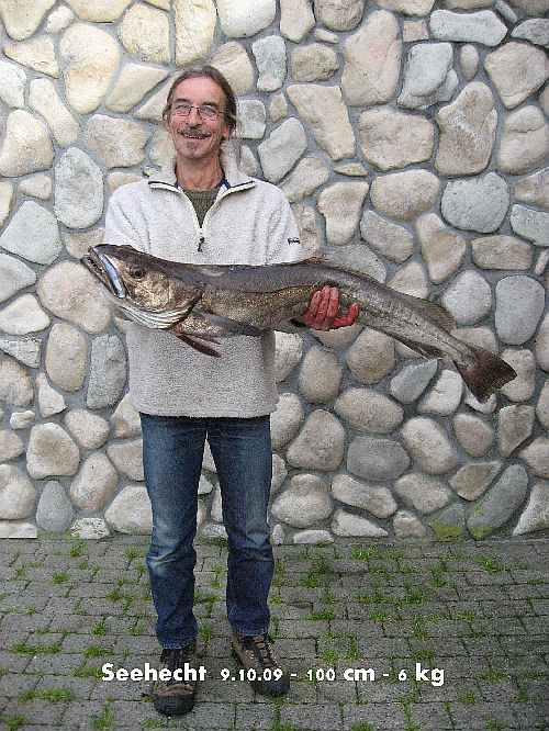 Kapitaler Seehecht: Es werden immer mehr dieser großmäuligen Räuber in Südnorwegen erbeutet.