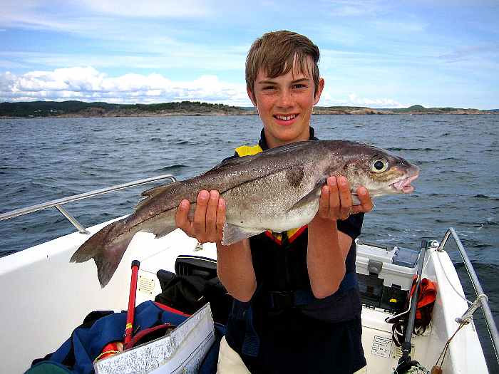 Schöner Schellfisch.