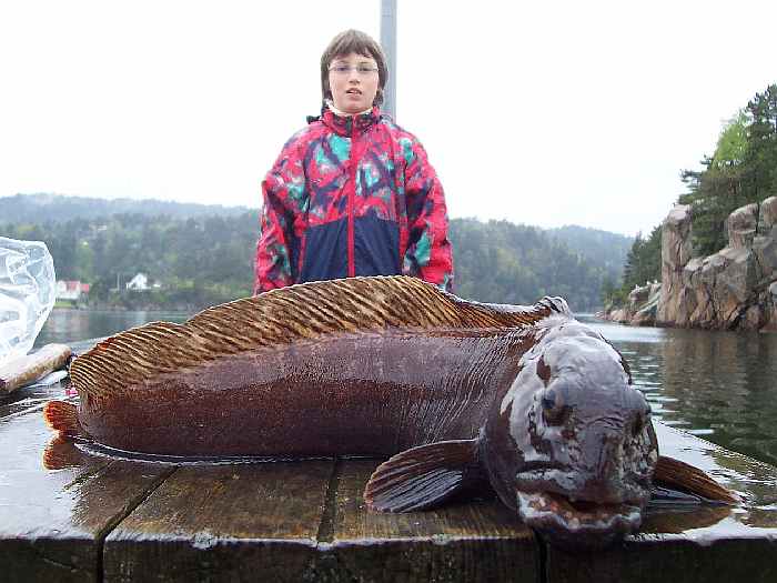 Auch Seewölfe werden gelegentlich vor Trysnes erbeutet.