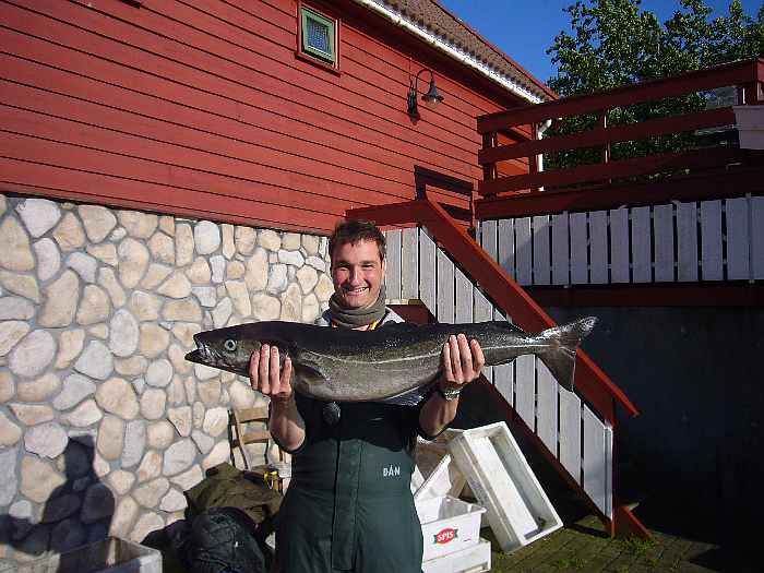 Große Seelachse kommen auch in Südnorwegen vor.