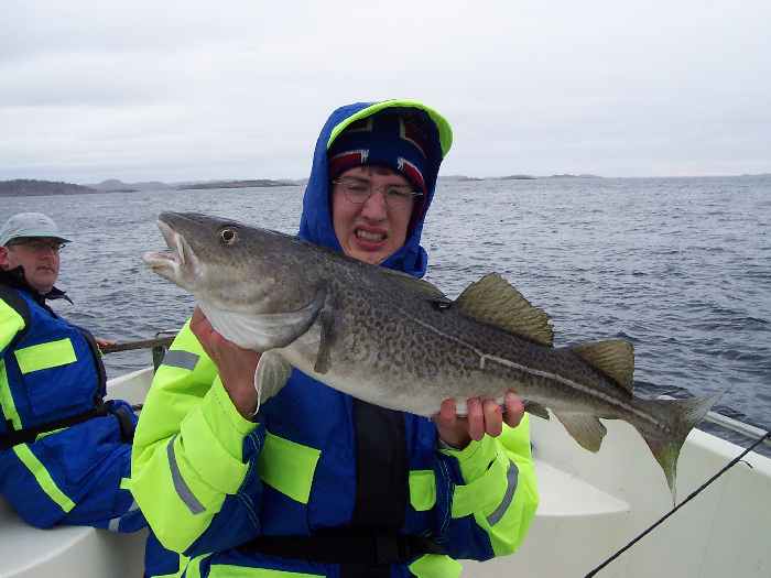 Mit Dorschen dieser Größe kann man jederzeit rechnen.