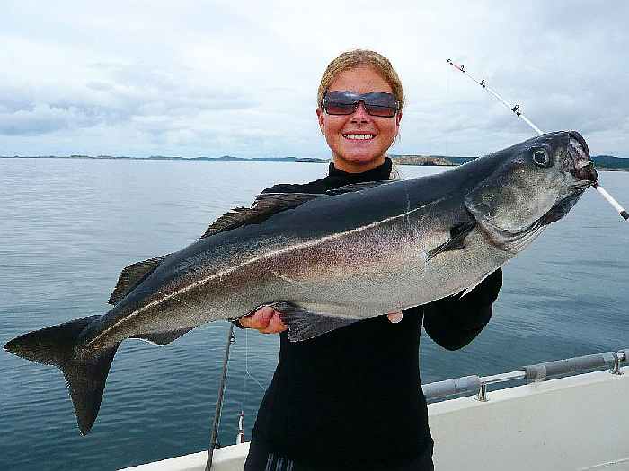 Super Köhler! Auch in Südnorwegen sind kapitale Seelachse möglich.