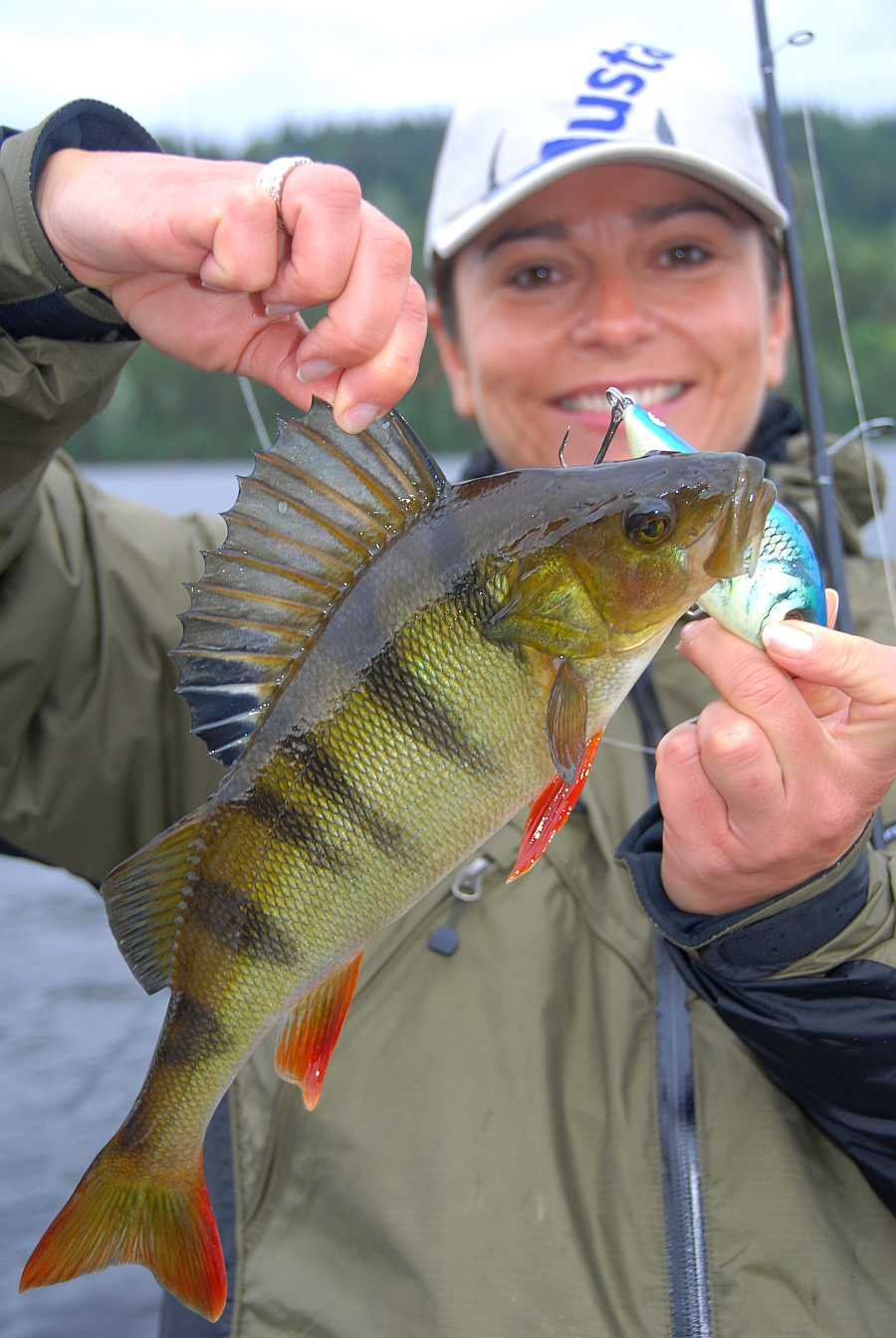 Hier gibt es zackige Barsche!