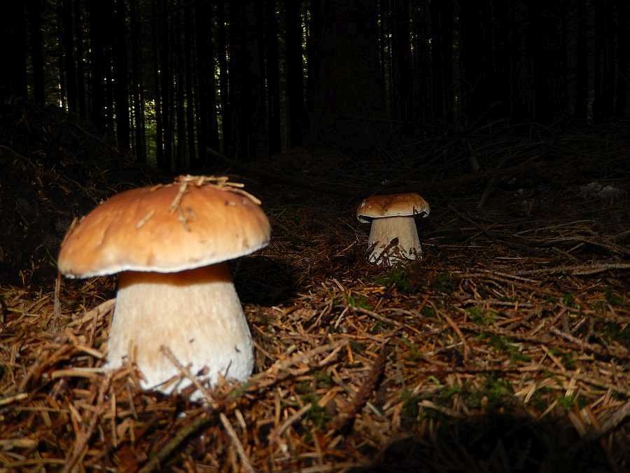 Die Wälder bieten viele Pilze