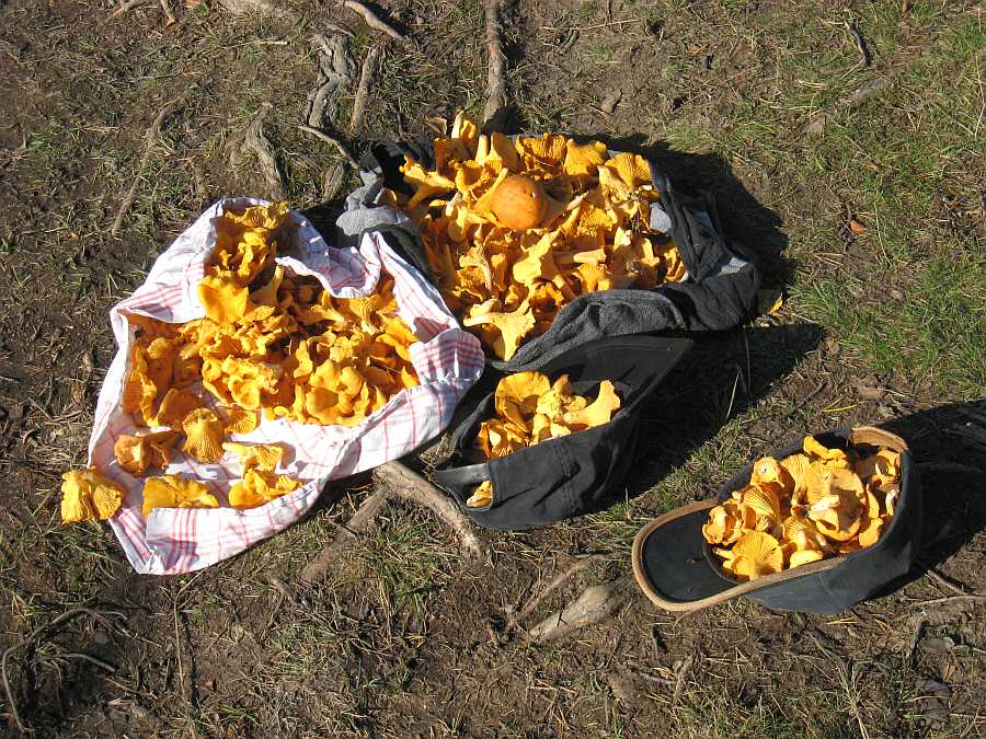 Pfifferlinge beim Spaziergang...