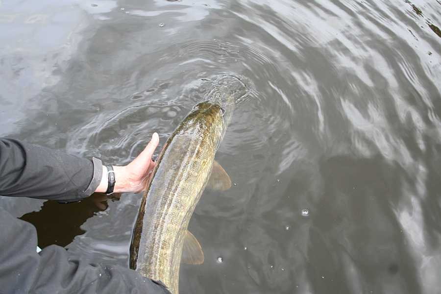 Der soll wieder schwimmen dürfen!!