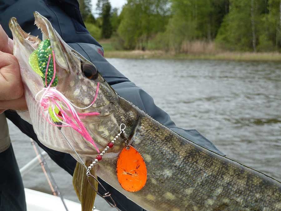 Im Flachwasser mit Spinnerbait