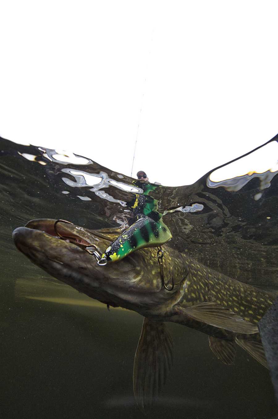 Der sitzt am Wobbler!