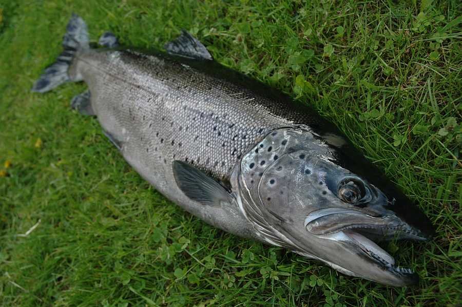 Die Forellen hier erreichen unglaubliche Größen!