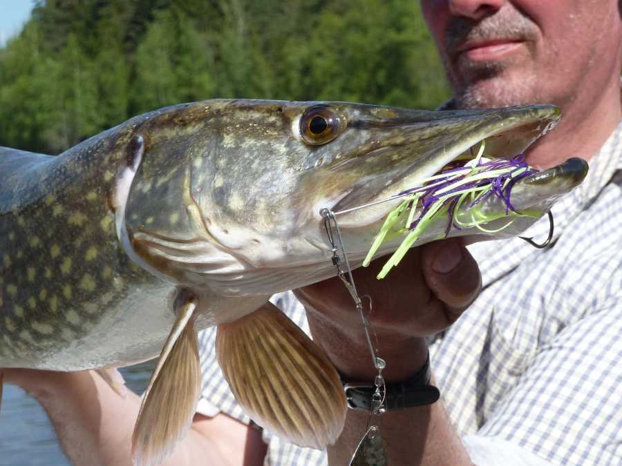 Im Flachwasser kommen u.a,. Spinnerbaits zum Einsatz