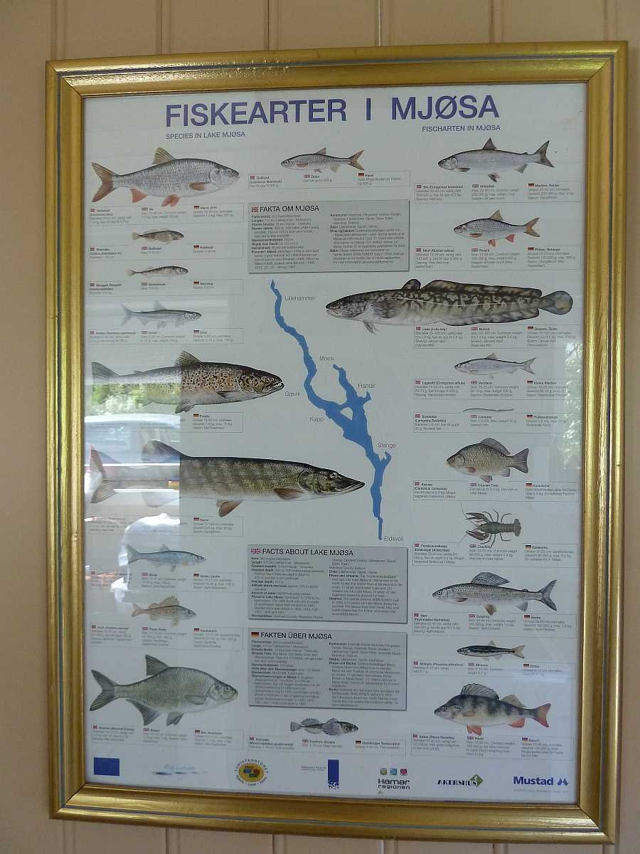 Die 20 Fischarten des Mjøsasees