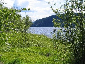 Bewachsene Uferböschungen bieten Stellplätze für die Hechte Bewachsene Uferböschungen bieten Stellplätze für die Hechte
