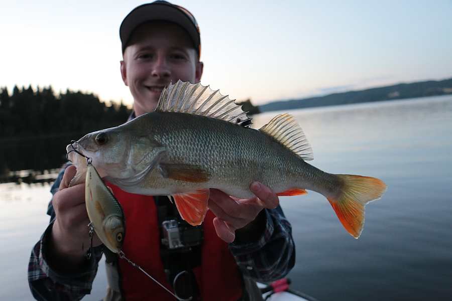 Der See Øyeren beheimatet ebenso kapitale Barsche