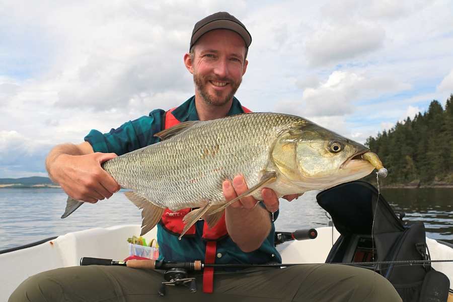 Macht Spaß im Sommer und Frühherbst - Rapfen beim Spinnfischen!