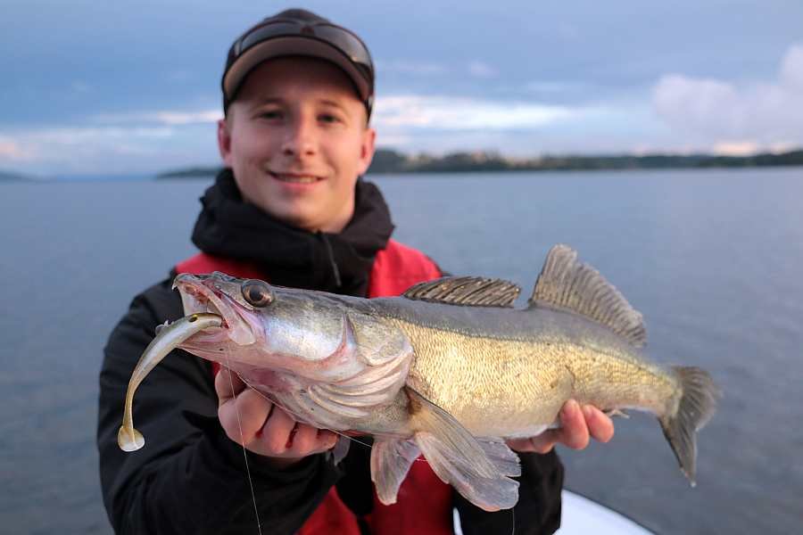 Auch Zander gibt es hier reichlich! Und weit größere...