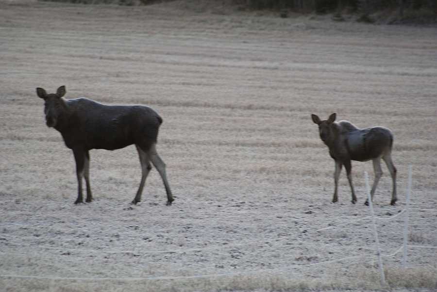 Die findet man am besten in der Dämmerung bei einem Ausflug mit dem PKW...