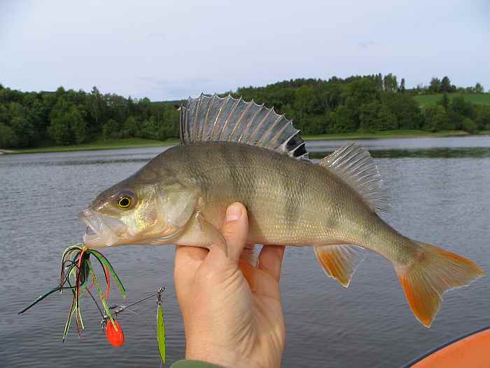 Agressiver Stachelträger auf Spinnerbait Agressiver Stachelträger auf Spinnerbait