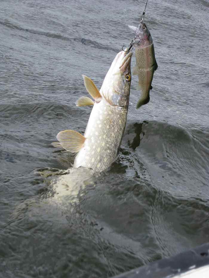 Gummifische mit dezenten Farben sind sehr empfehlenswert Gummifische mit dezenten Farben sind sehr empfehlenswert