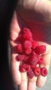 Waldhimbeeren...