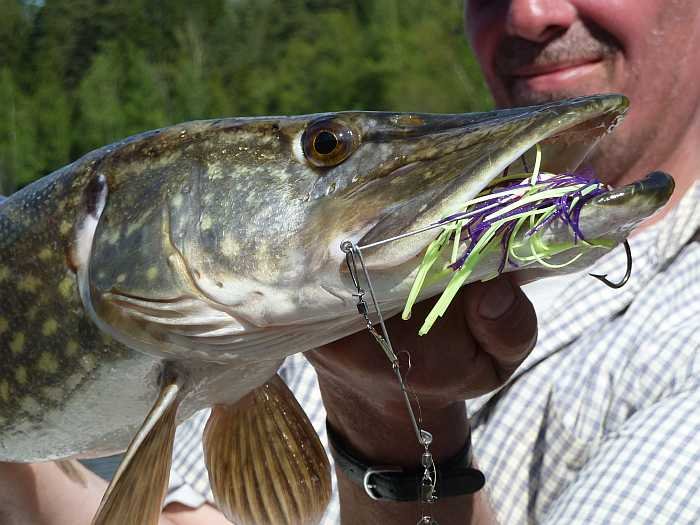 Spinnerbaits fangen gut!