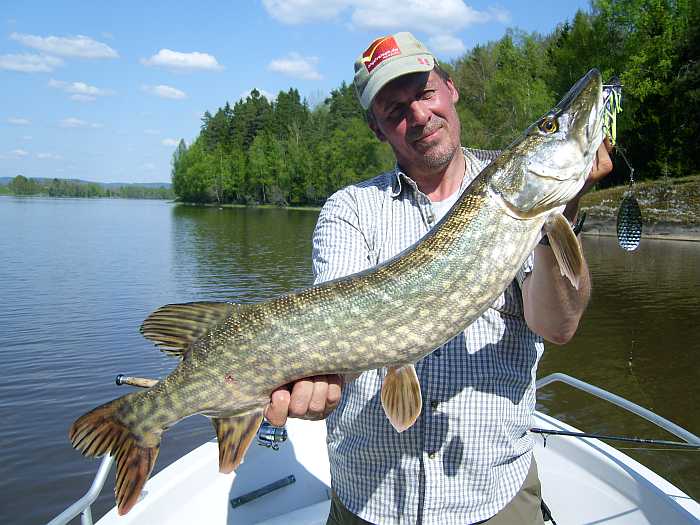 Der Spinnerbait im Flachwasser war erfolgreich