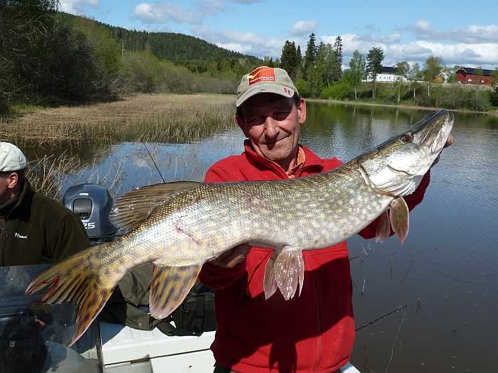 Der Bursche lauerte an der Schilfkante