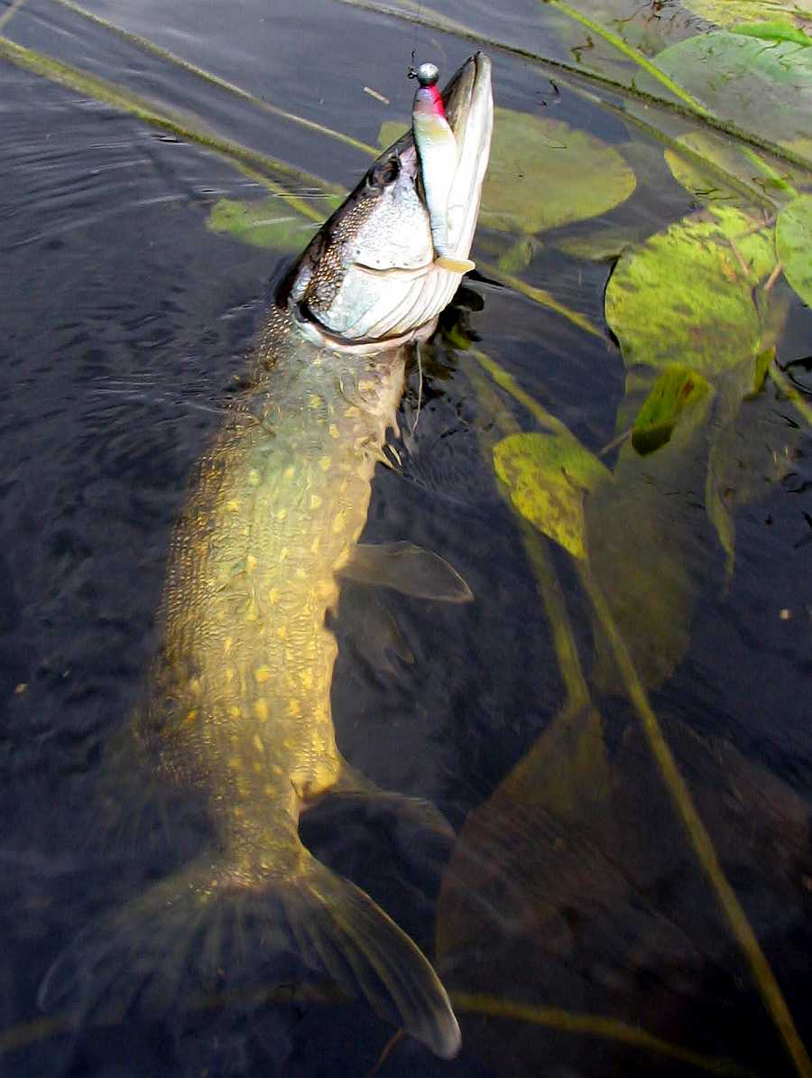 Erfolgreich auf Gummifisch