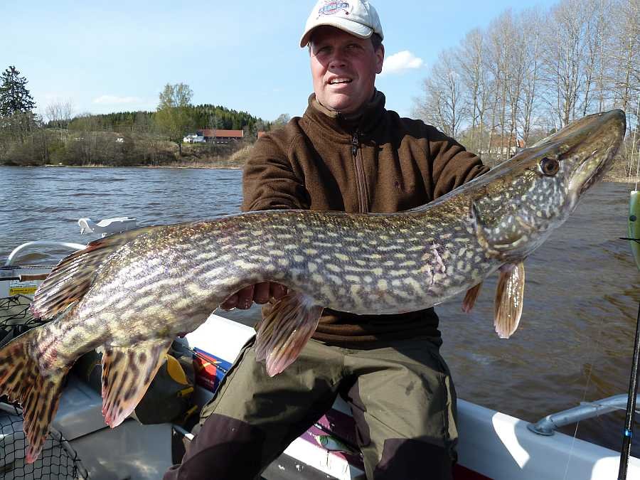 Björn Anfang Mai - in der Bucht vor dem Haus