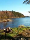 Das Grundstück des Hauses ist vollkommen naturbelassen - Blick vom Grundstück auf den See