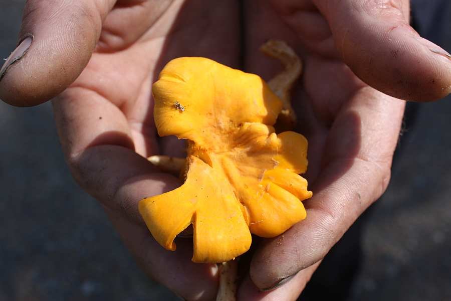 ..und Pfifferlinge. Die gibt es reichlich!