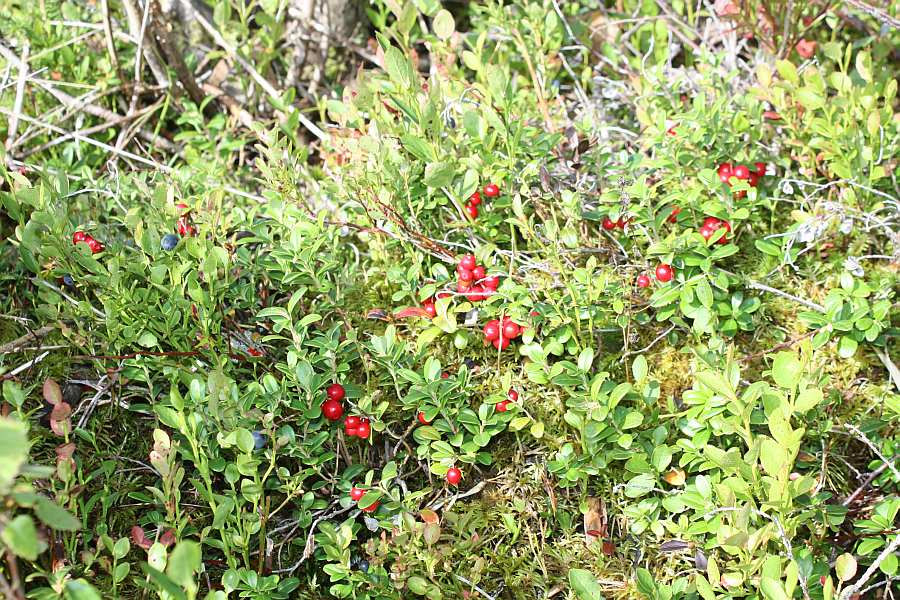 Direkt in Hausnähe - Blaubeeren und Preiselbeeren