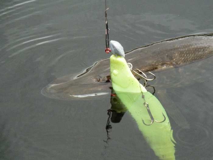 Immer gut - der Gummifisch