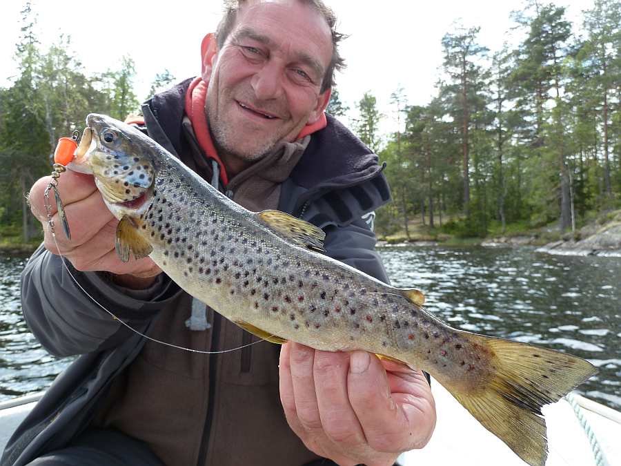 Kløsa-Forelle auf kleinen Spinner