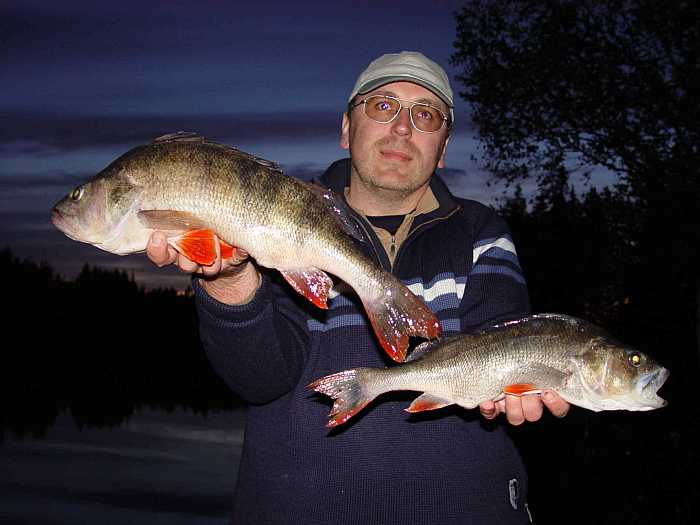 Solche Barsche sind hier im See Ara heimisch... Solche Barsche sind hier im See Ara heimisch...